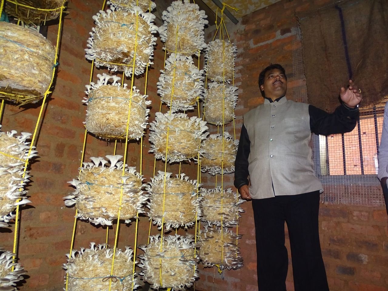 Dense oyster mushroom bags hanging on a brick-room rack