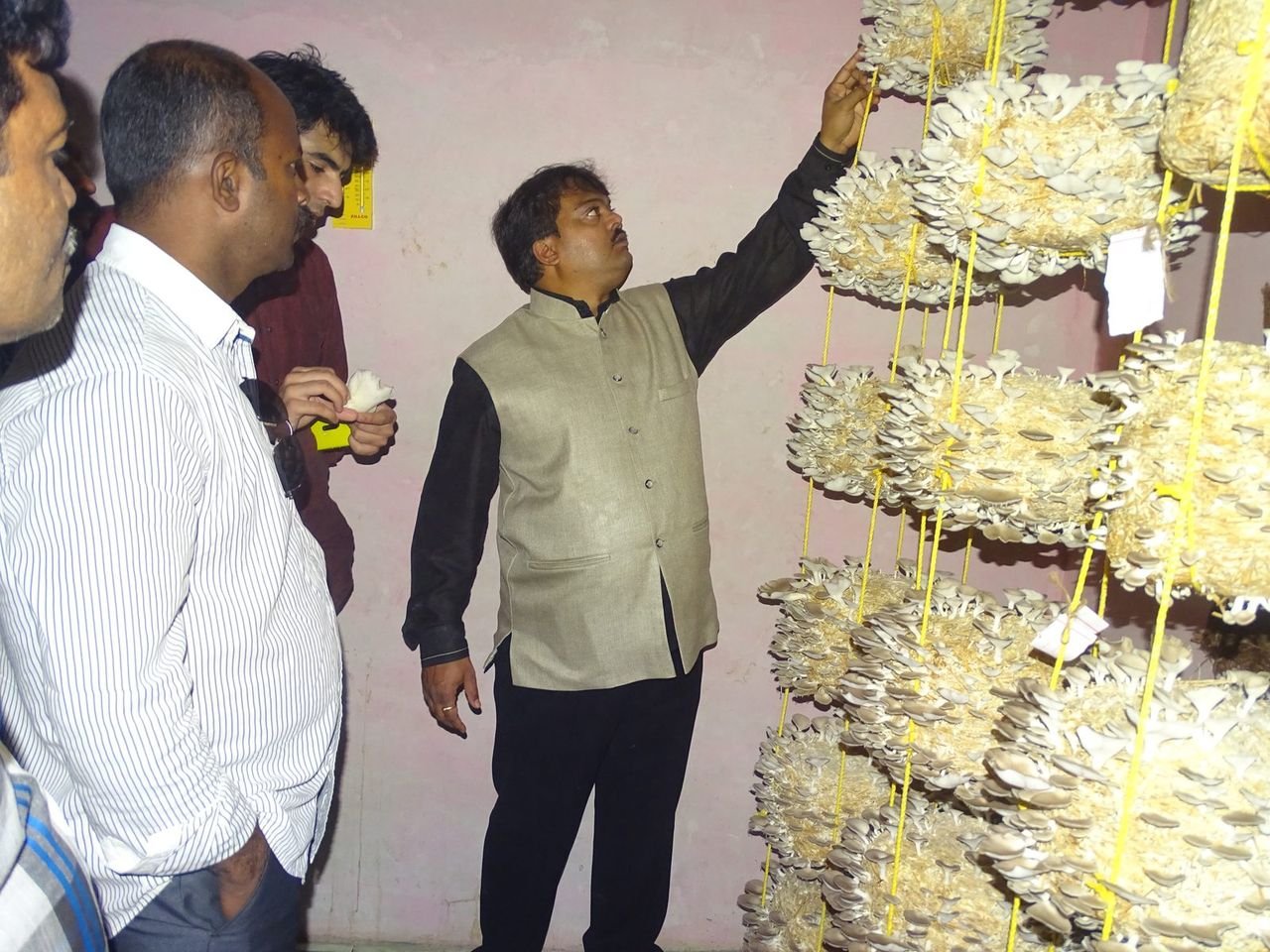 Founder inspecting a hanging oyster mushroom rack setup