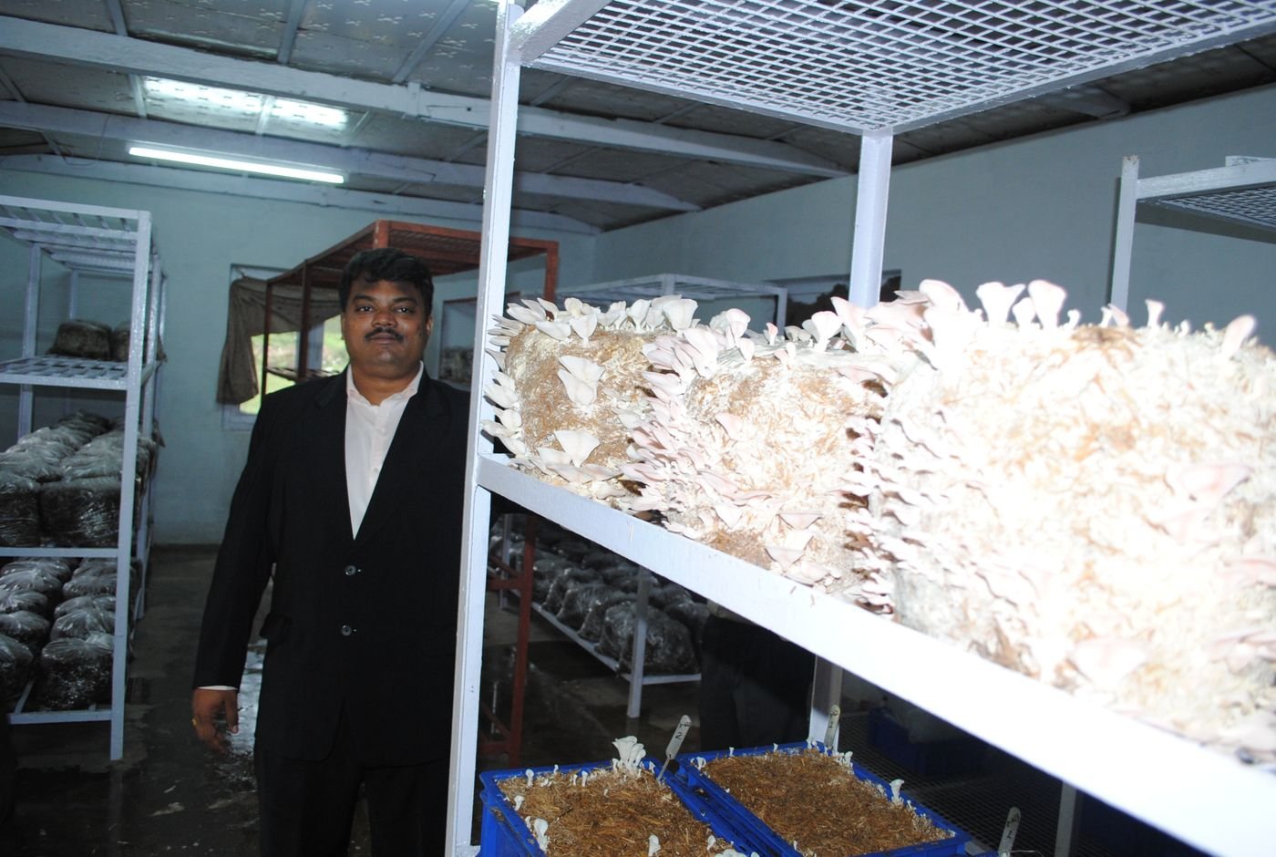 Founder inspecting a fruiting rack