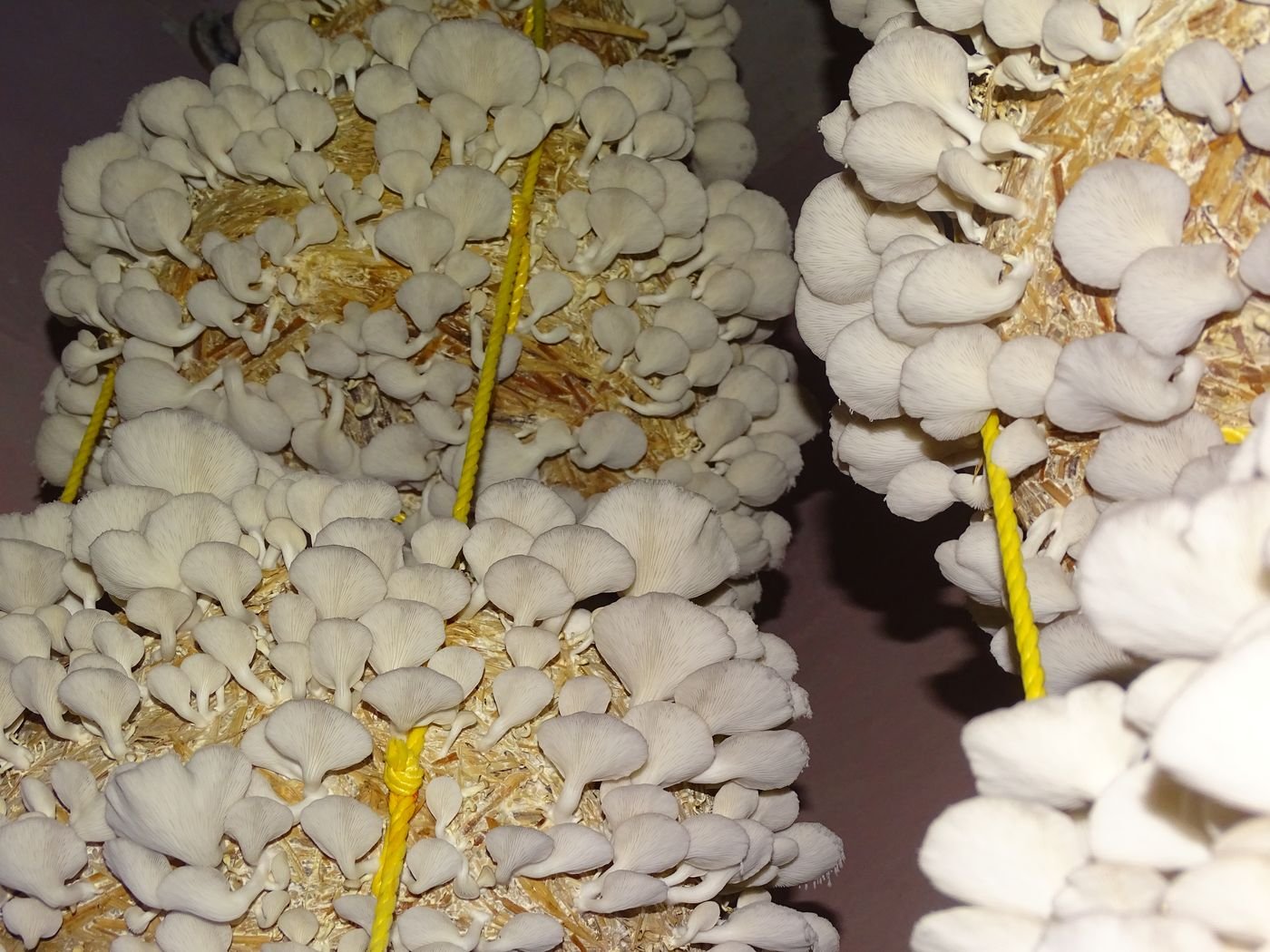 Dense clusters ready to be picked