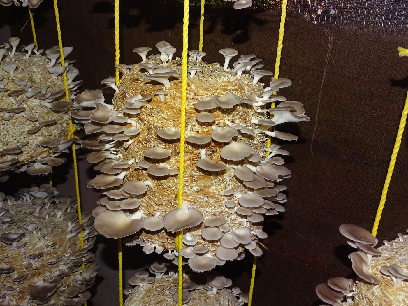 Layered rows of fruiting oyster mushrooms