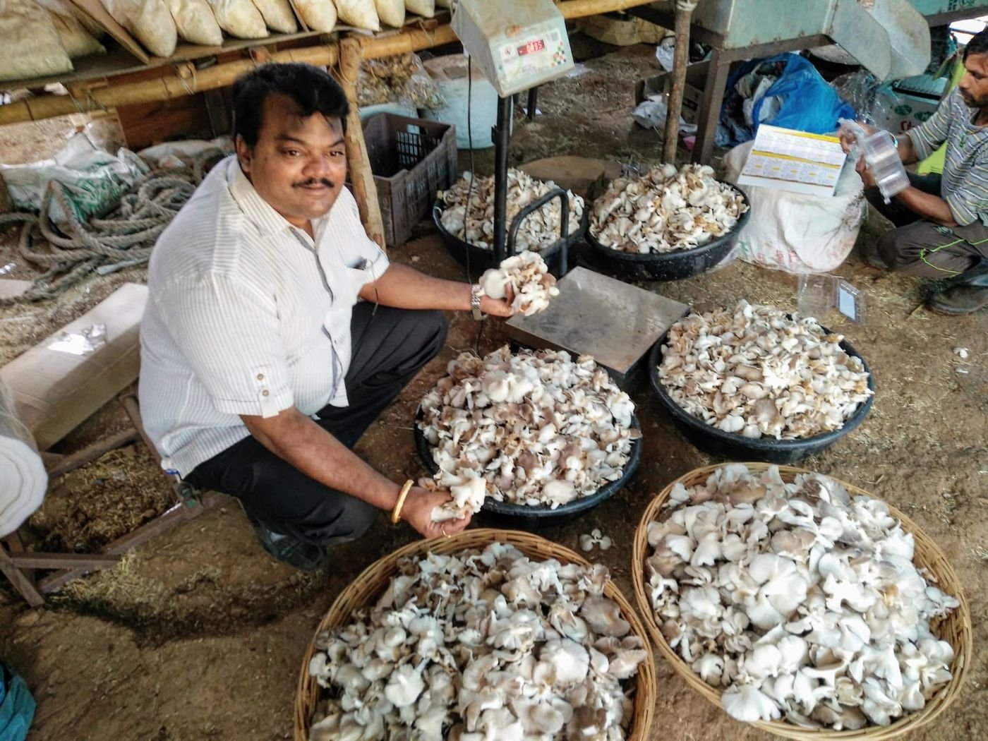 Sorting and weighing the day's harvest