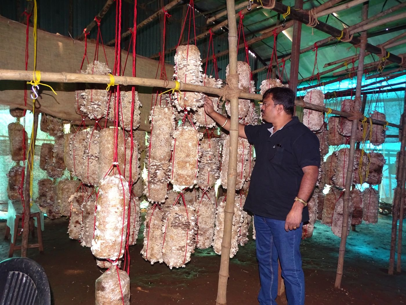 Checking growth across every hanging bag